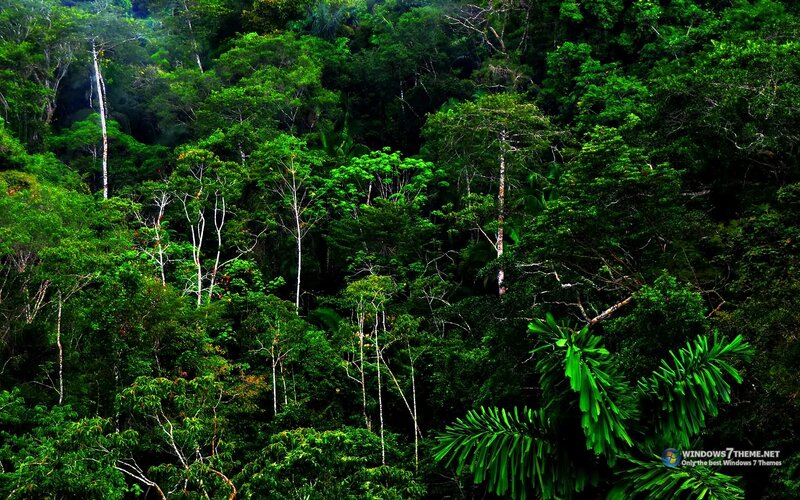 Dense Tropical Forest — Green, Lush, Photograph
