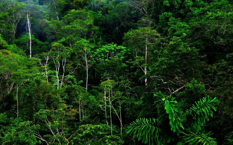 Dense Tropical Forest — Green, Lush, Photograph, Trees, Canopy