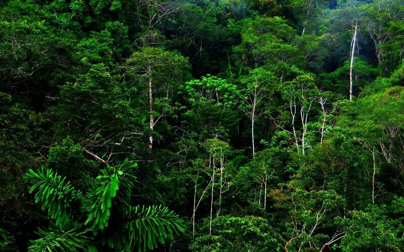 Dense Tropical Forest — Green, Lush, Photograph, Trees, Foliage