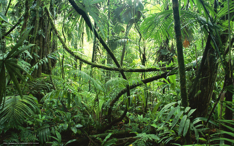 Dense Tropical Forest — Green, Lush, Photograph, Trees, Plants