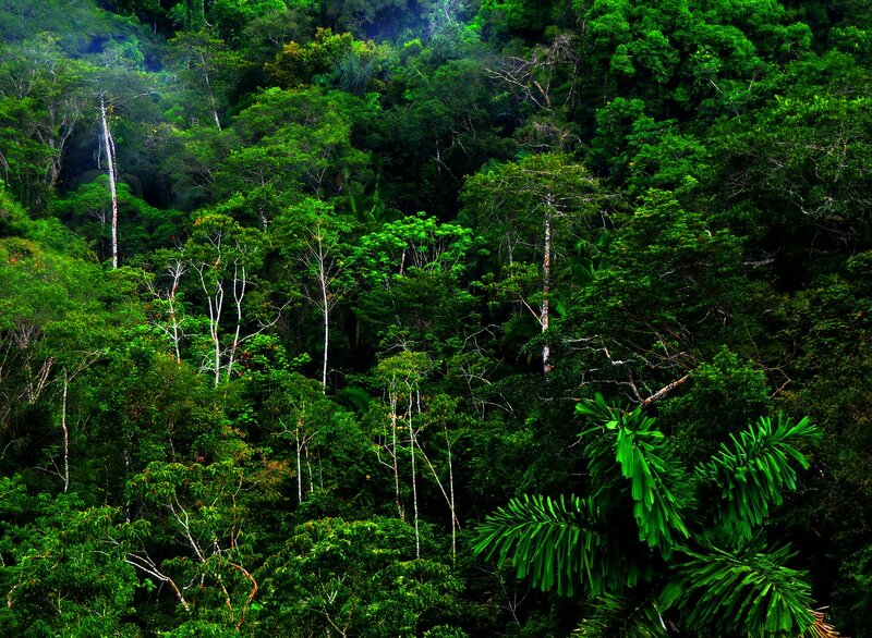 Dense Tropical Forest — Green, Lush, Photograph, Trees