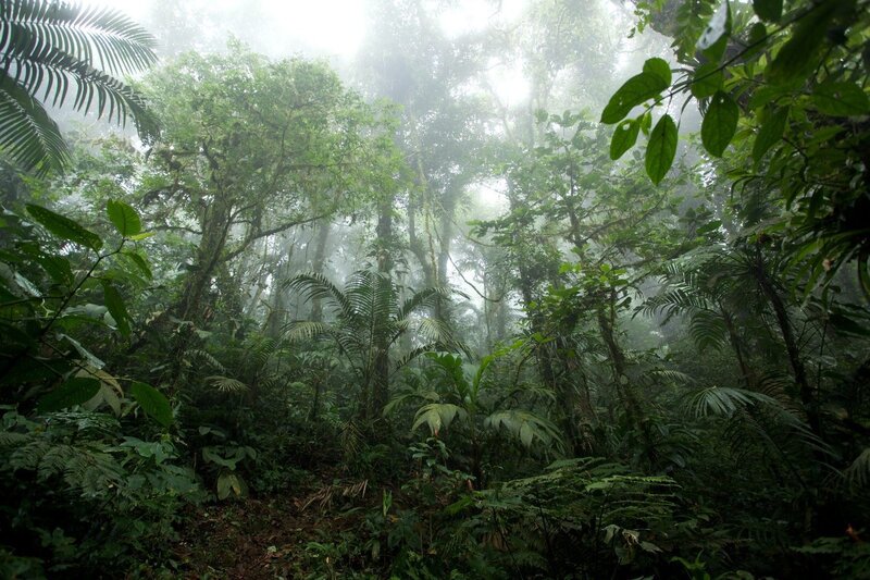 Dense Tropical Forest — Green, Misty, Morning