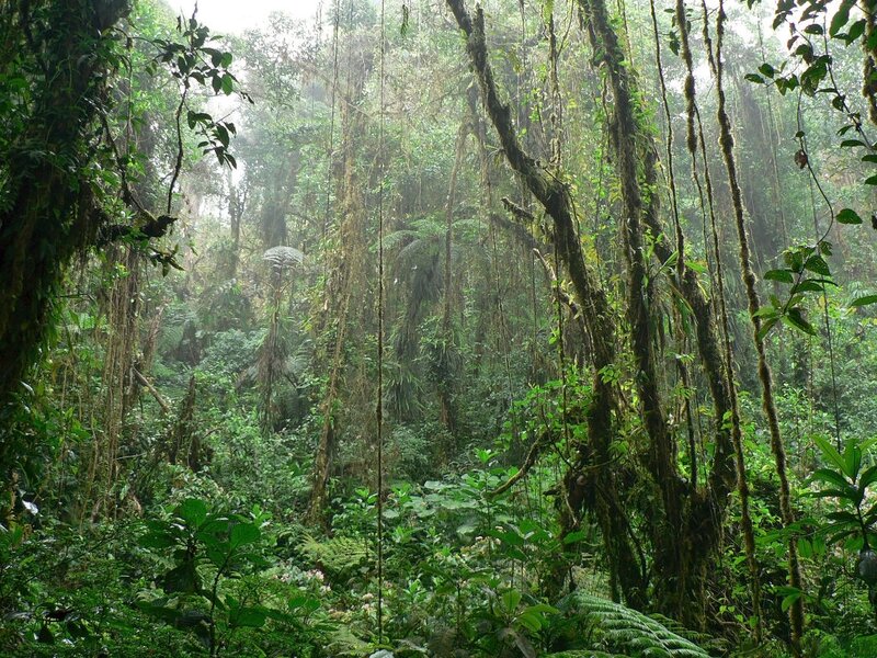 Dense Tropical Forest — Green, Misty