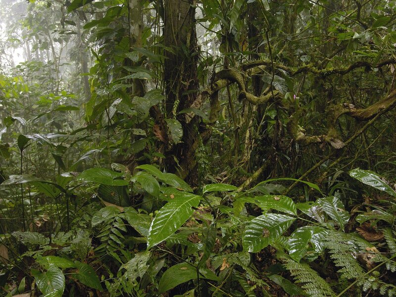 Dense Tropical Forest — Green, Moist, Photograph, Trees