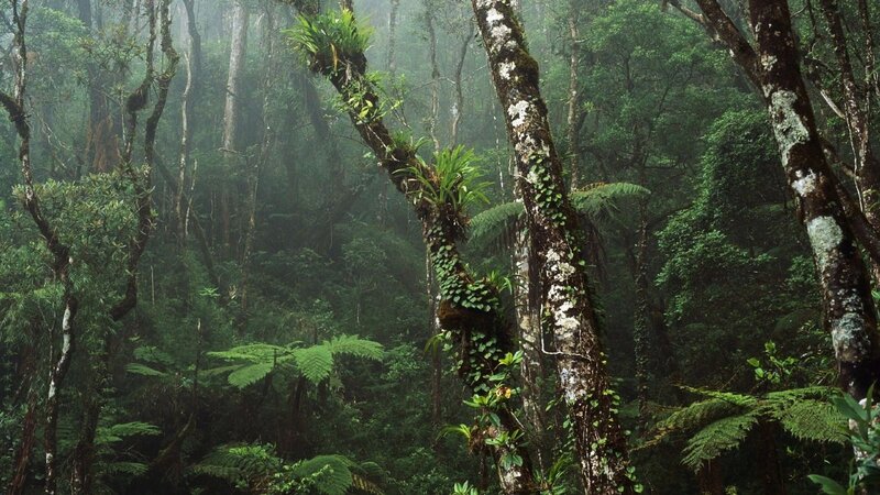 Dense Tropical Forest — Green