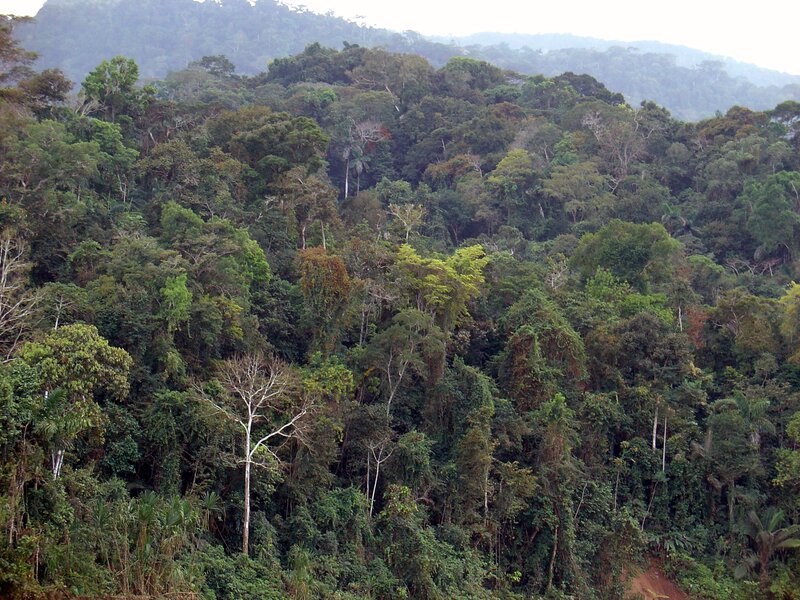 dense tropical forest landscape