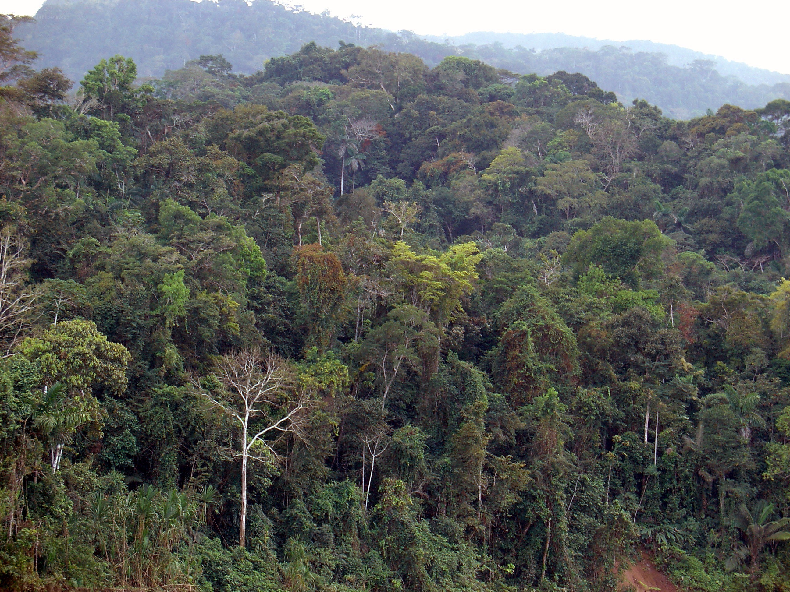 dense tropical forest landscape