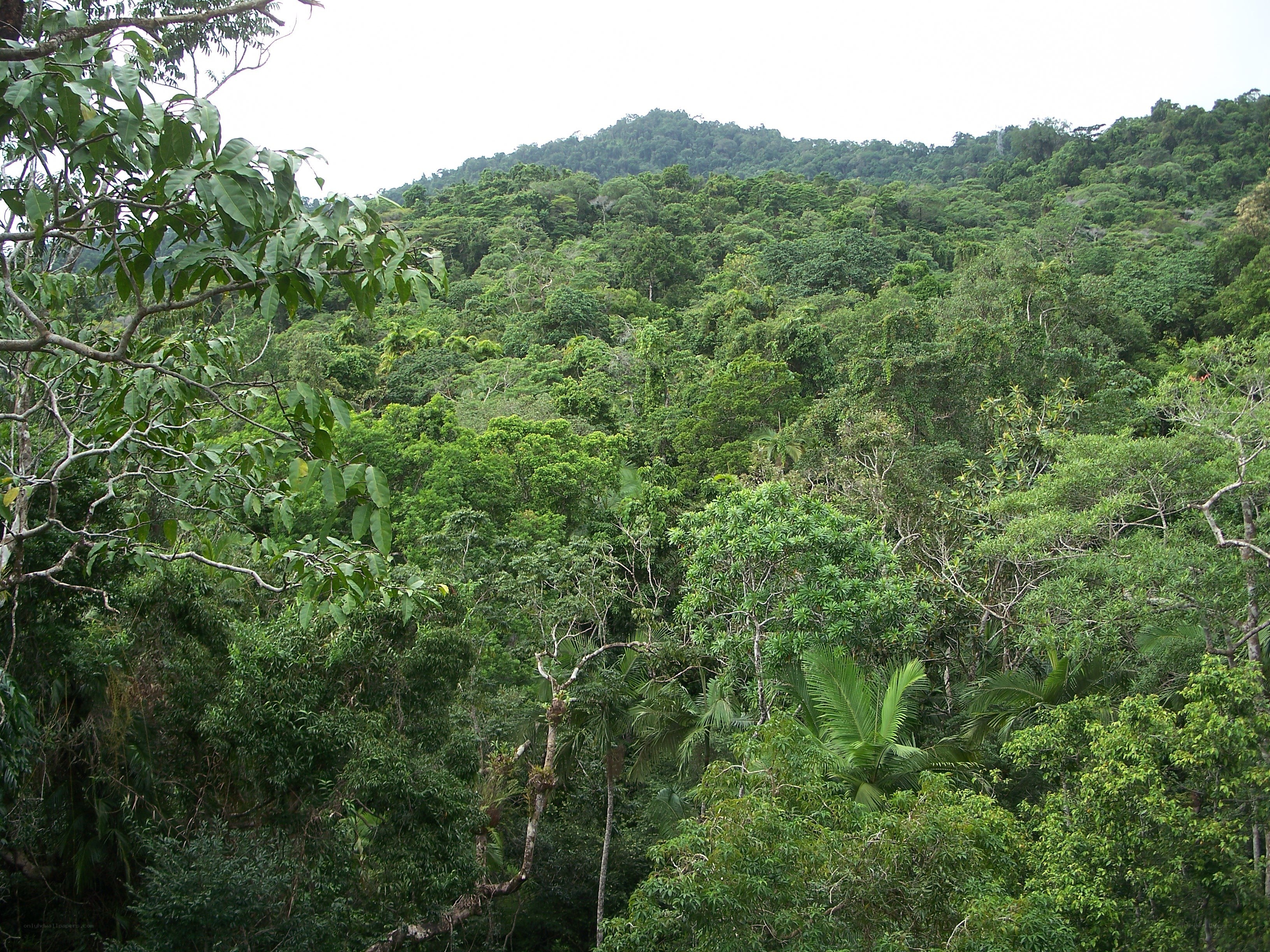 dense tropical forest landscape