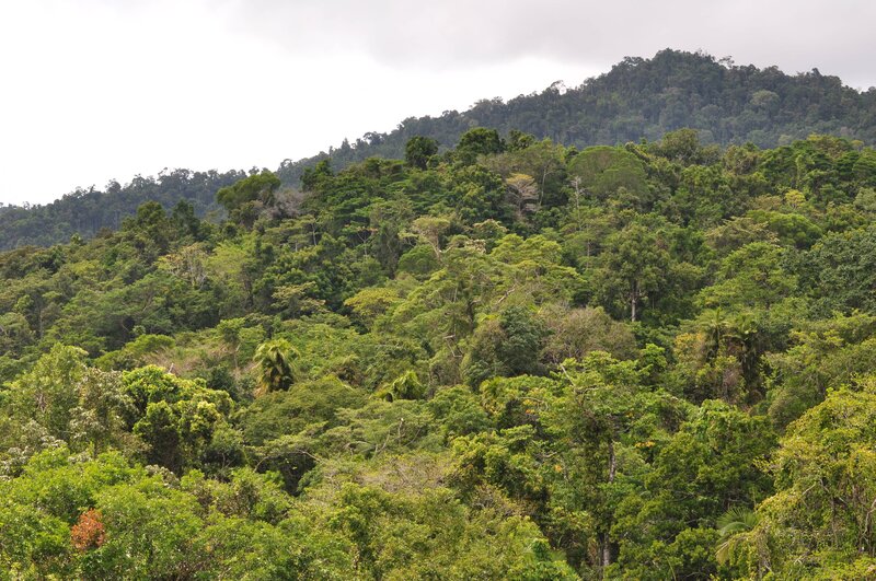 dense tropical forest on a hillside