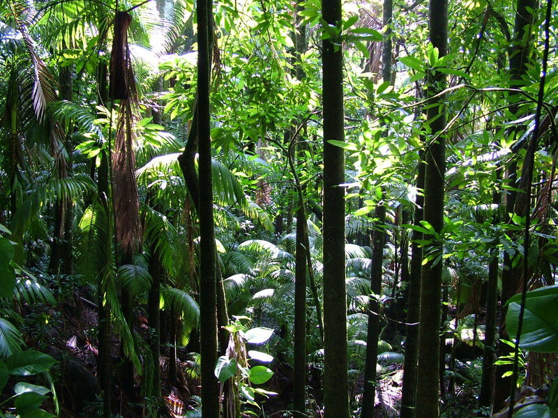 dense tropical forest scene