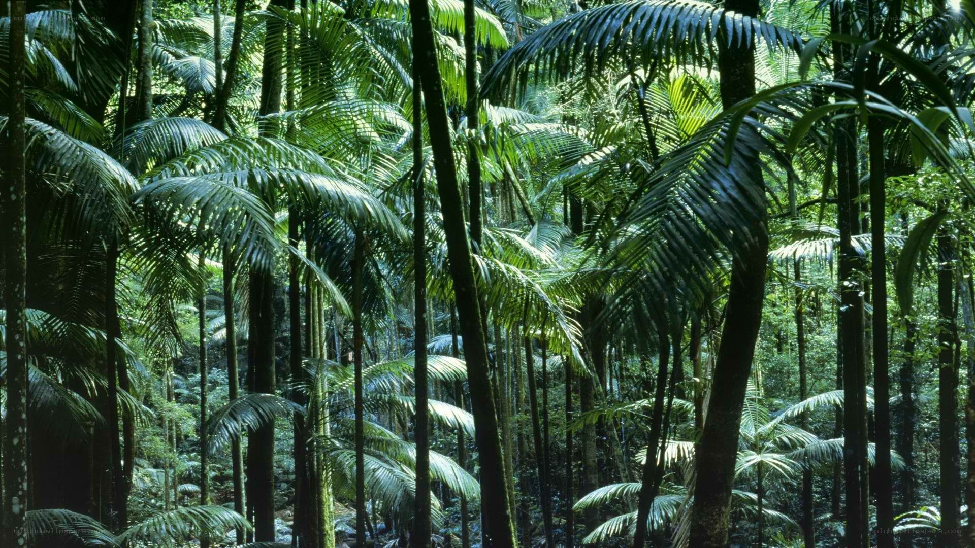 dense tropical forest scene