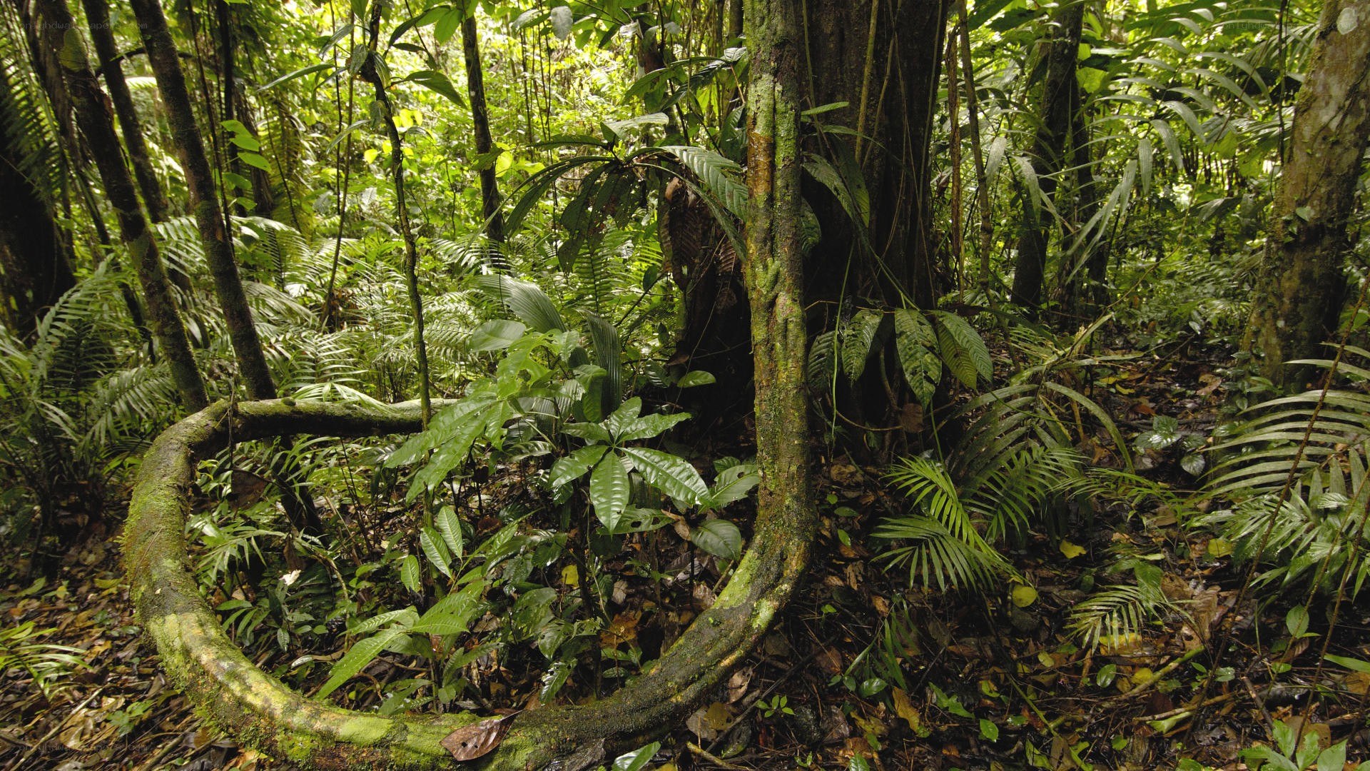 dense tropical forest scene