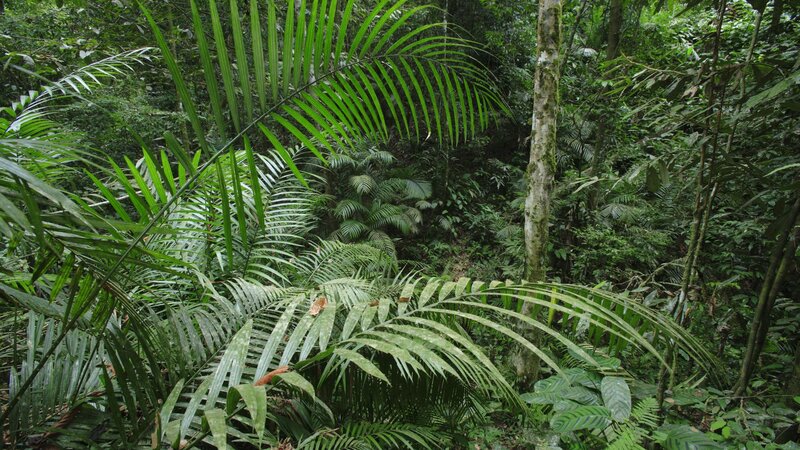 dense tropical forest scene