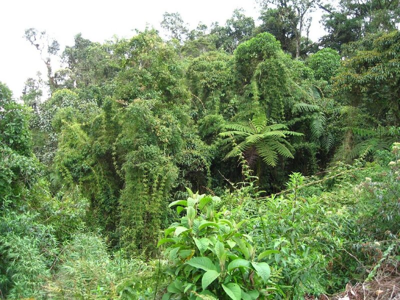 dense tropical forest scene