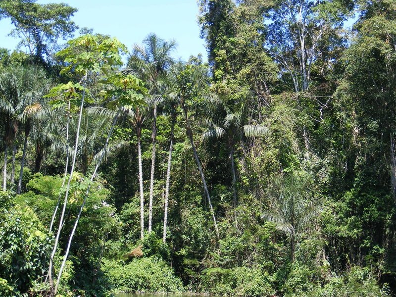 dense tropical forest scene