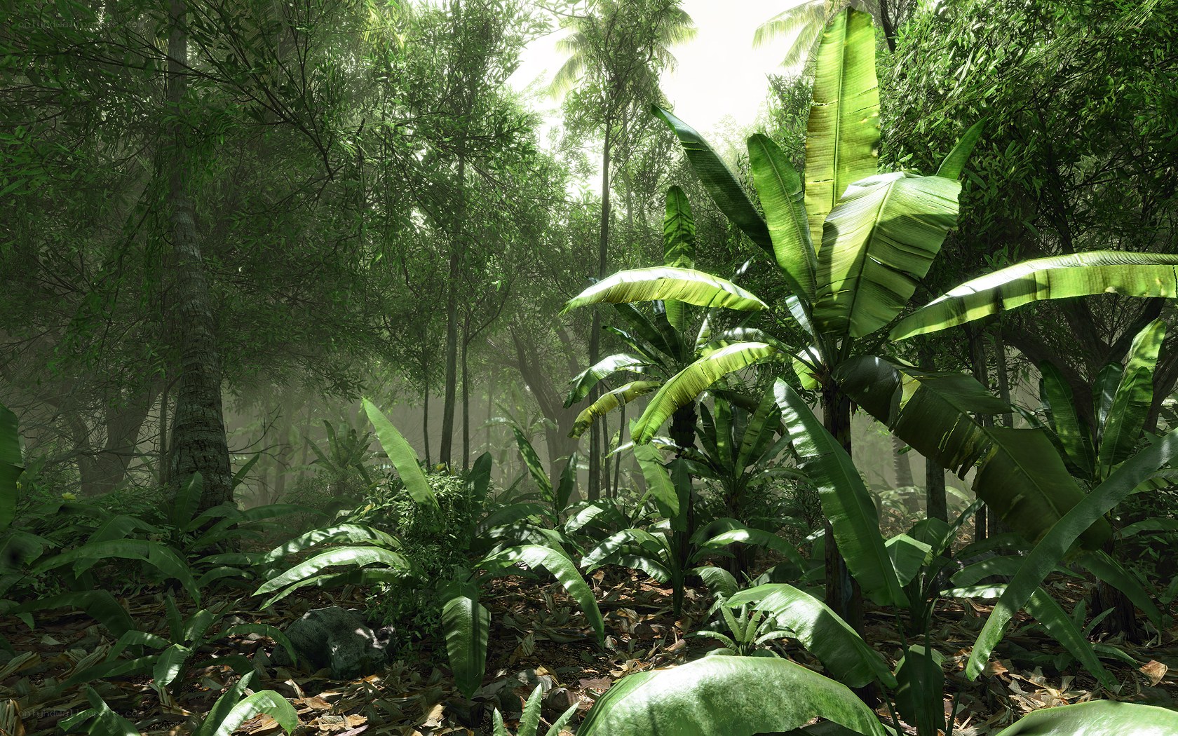 dense tropical forest scene