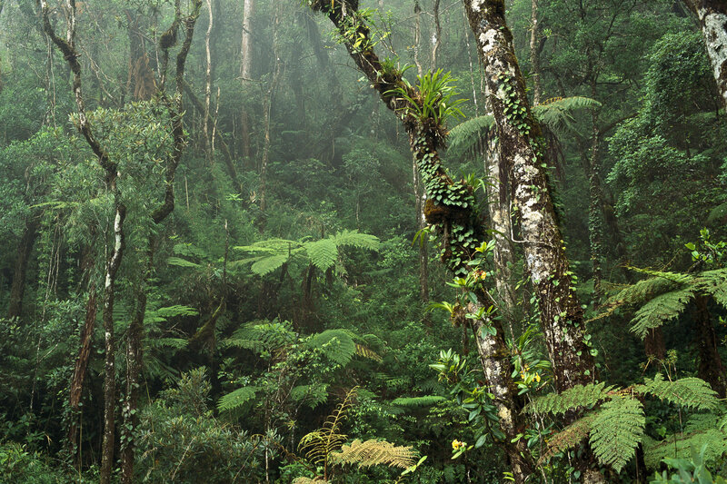 Dense Tropical Forest — Trees