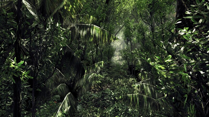 dense tropical jungle path