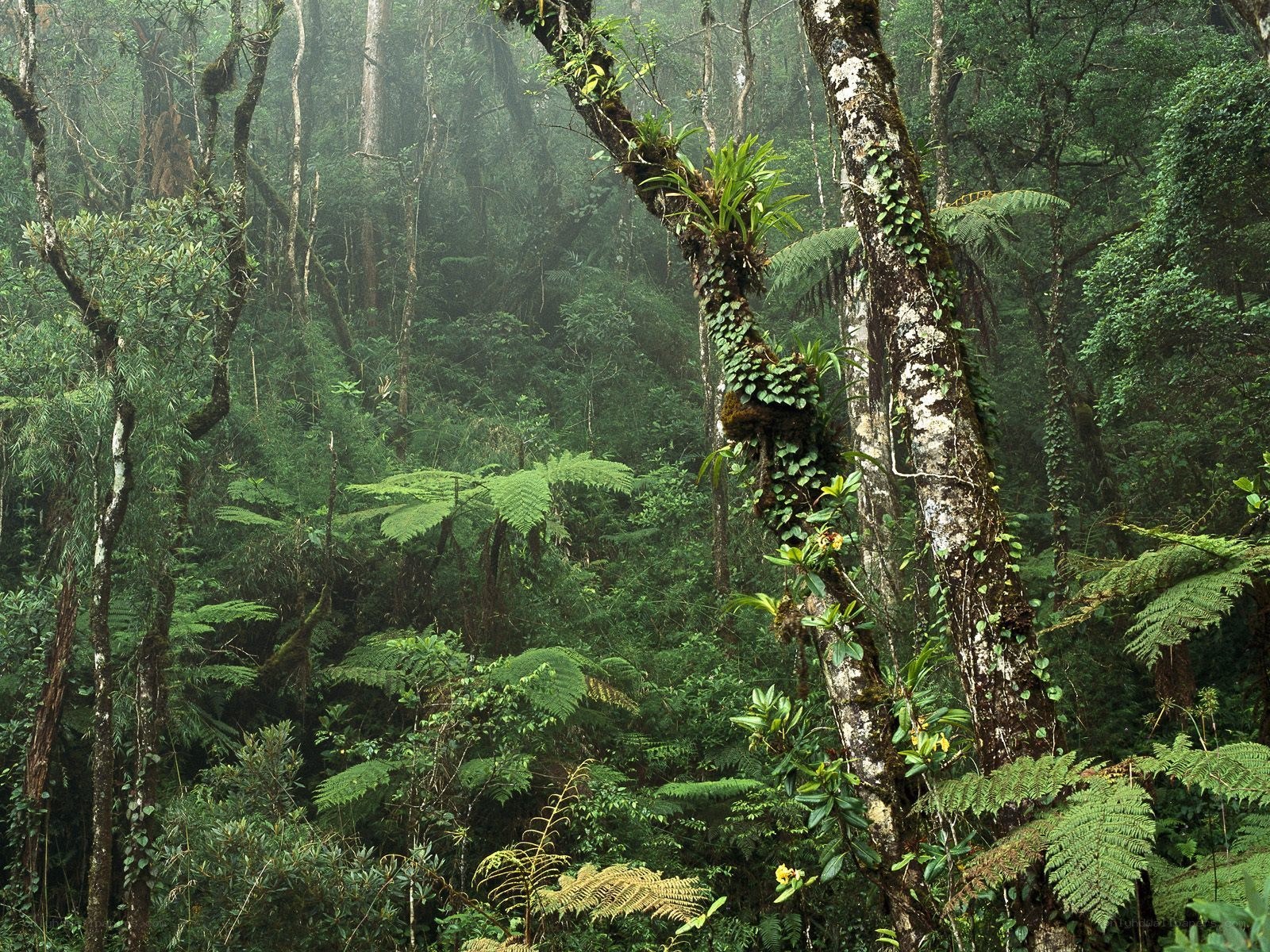 dense tropical rainforest