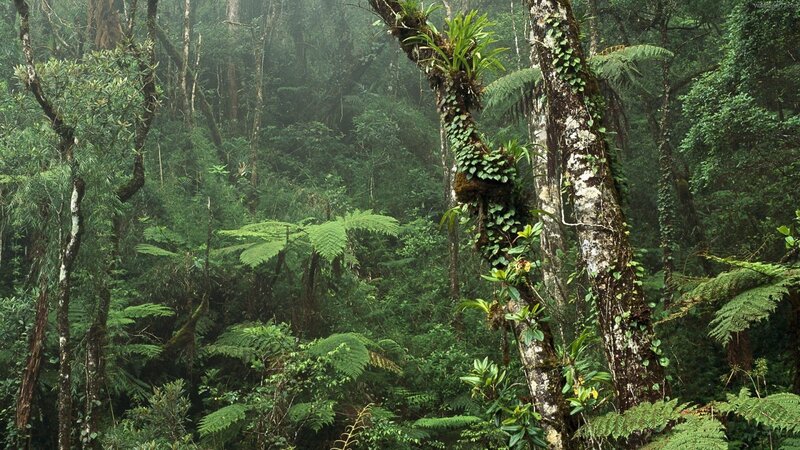 dense tropical rainforest