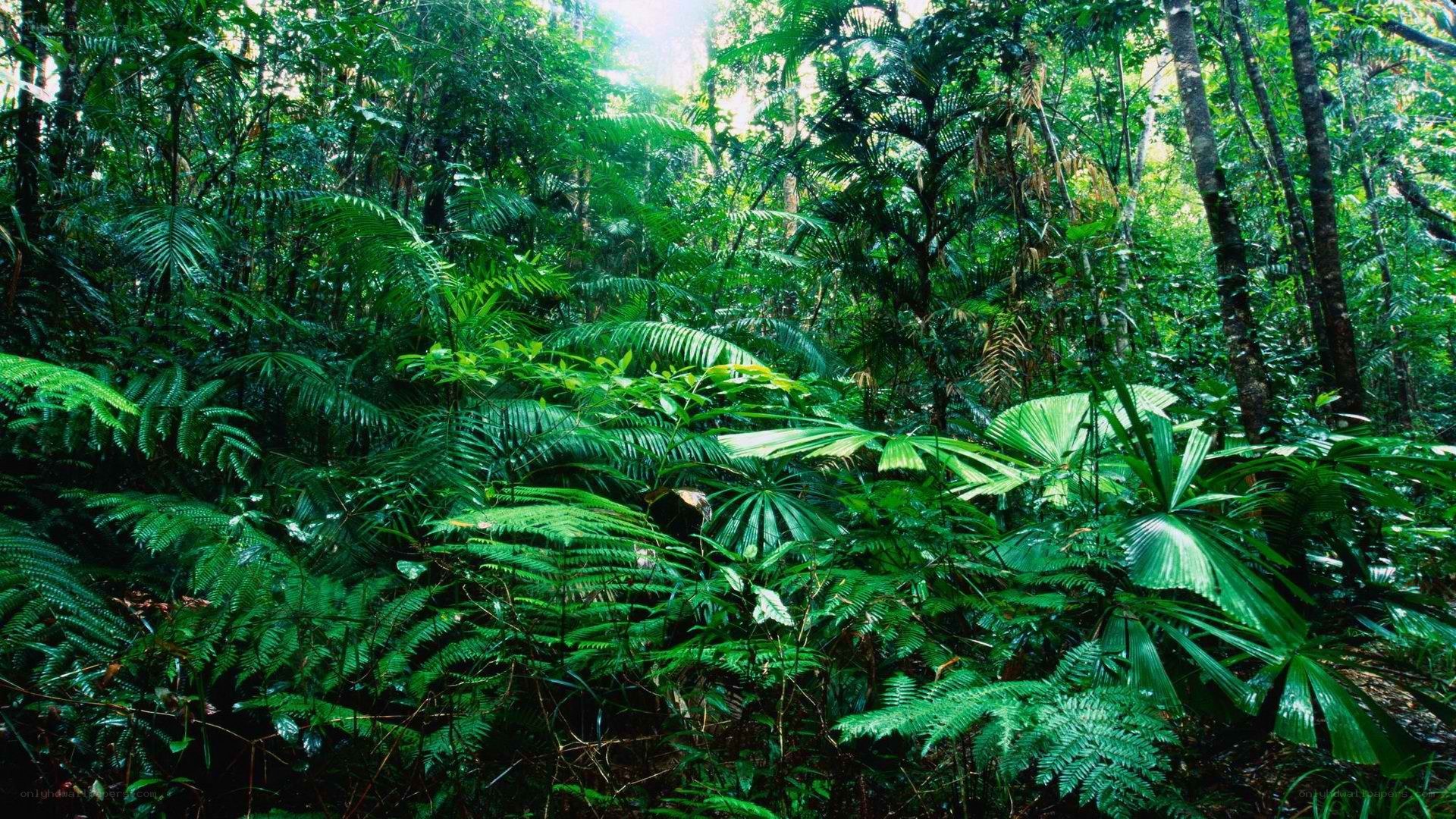 dense tropical rainforest