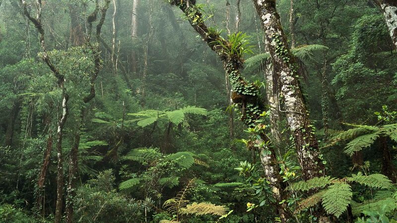dense tropical rainforest