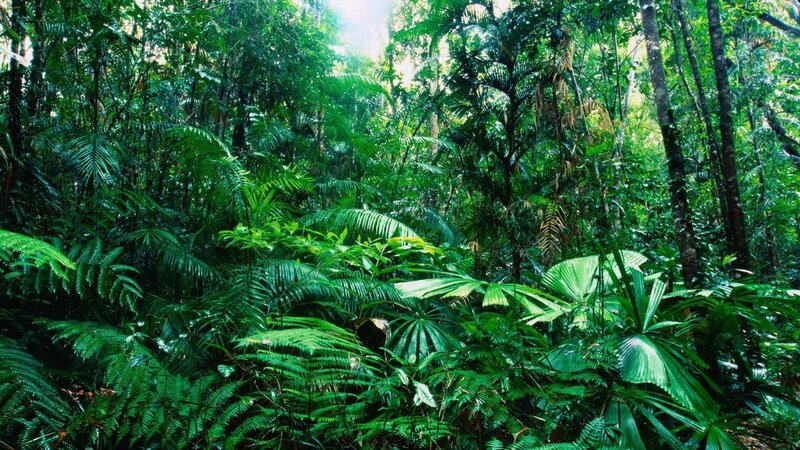 dense tropical rainforest