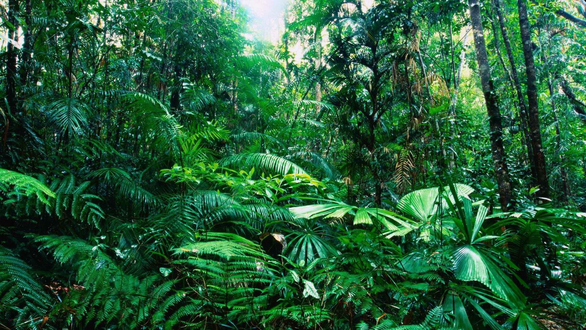dense tropical rainforest