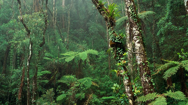 dense tropical rainforest