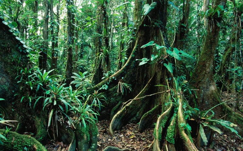 dense tropical rainforest