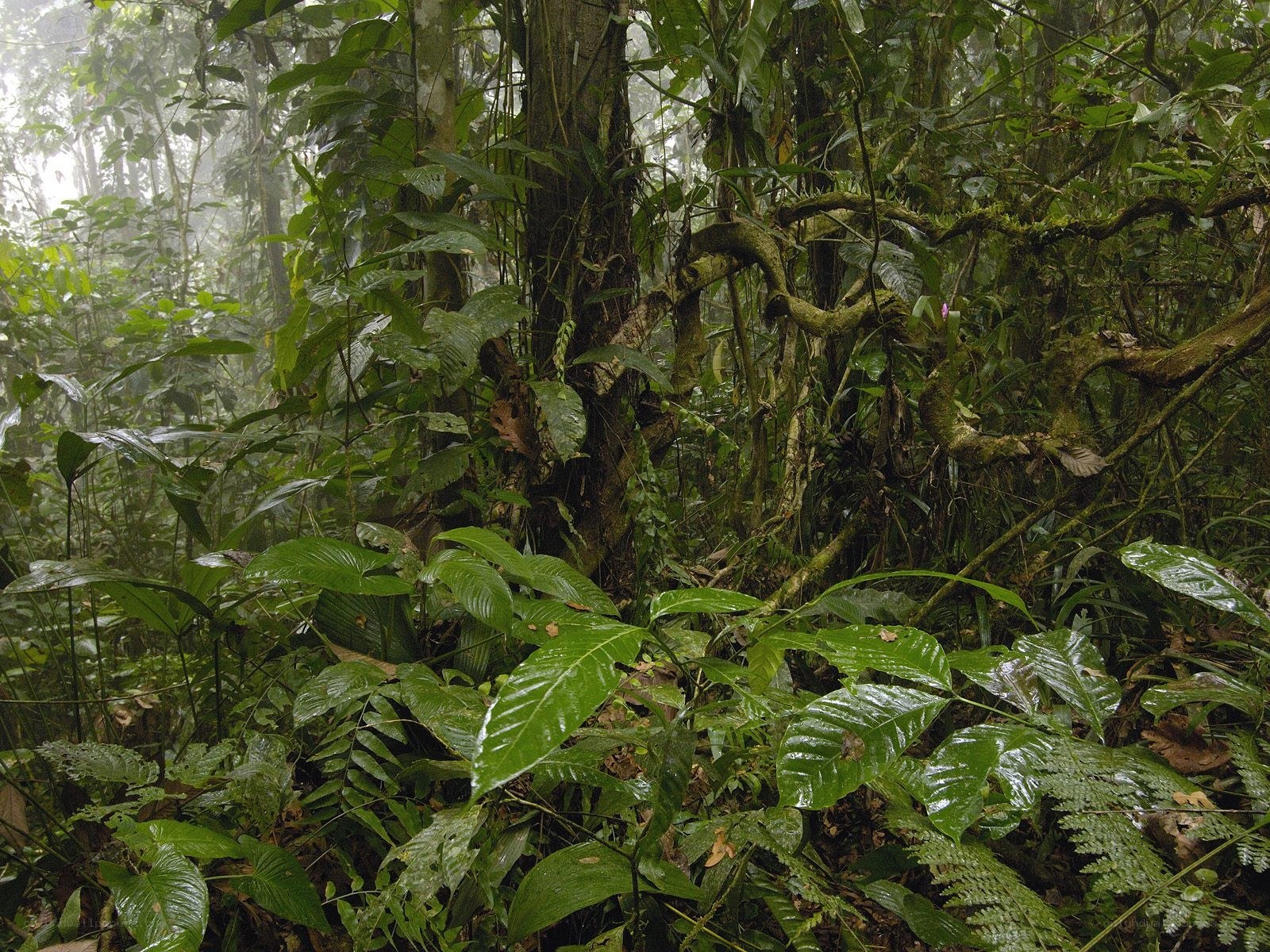 dense tropical rainforest