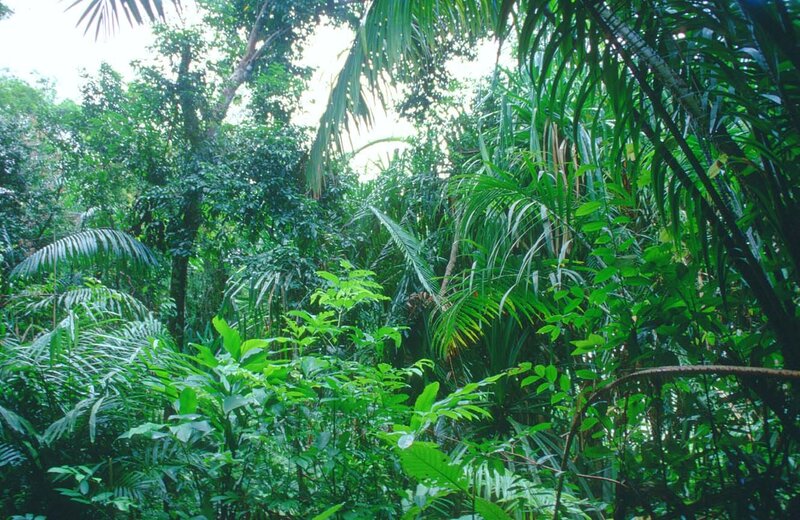 dense tropical rainforest