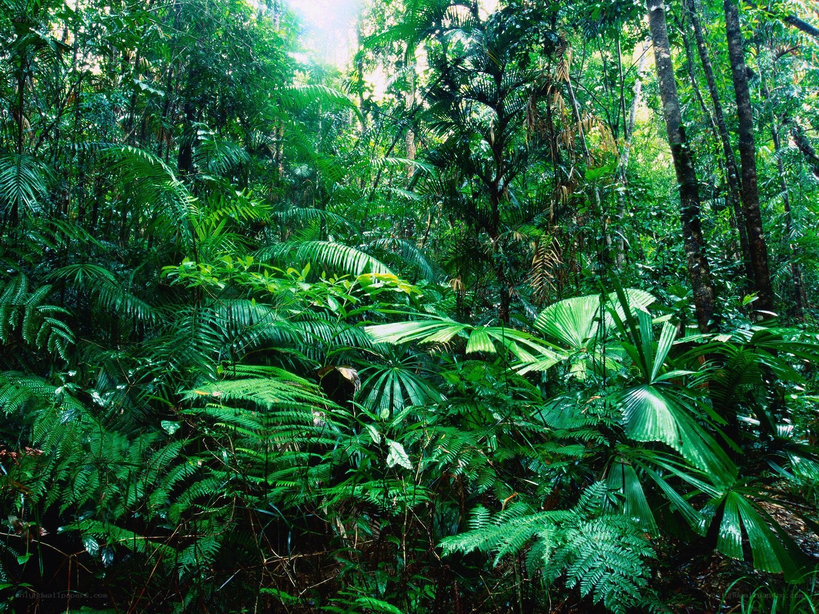 dense tropical rainforest