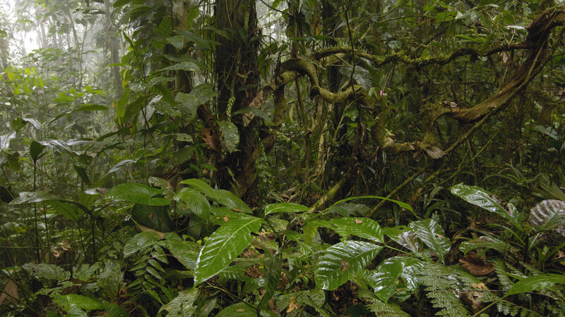 dense tropical rainforest
