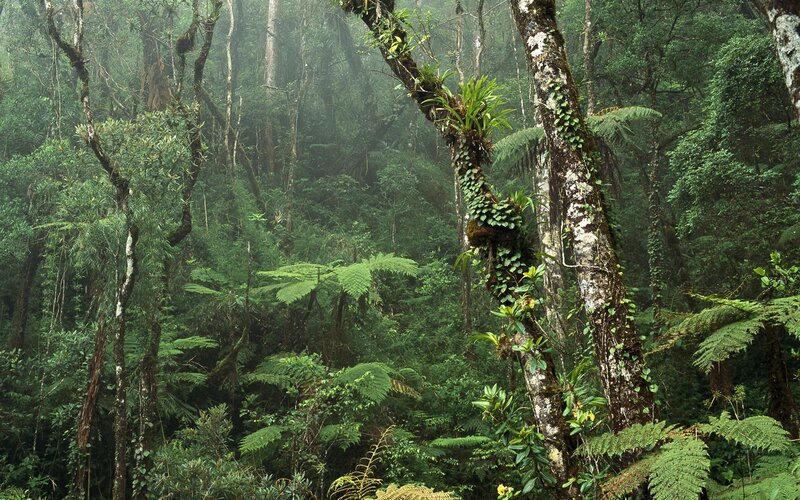 dense tropical rainforest