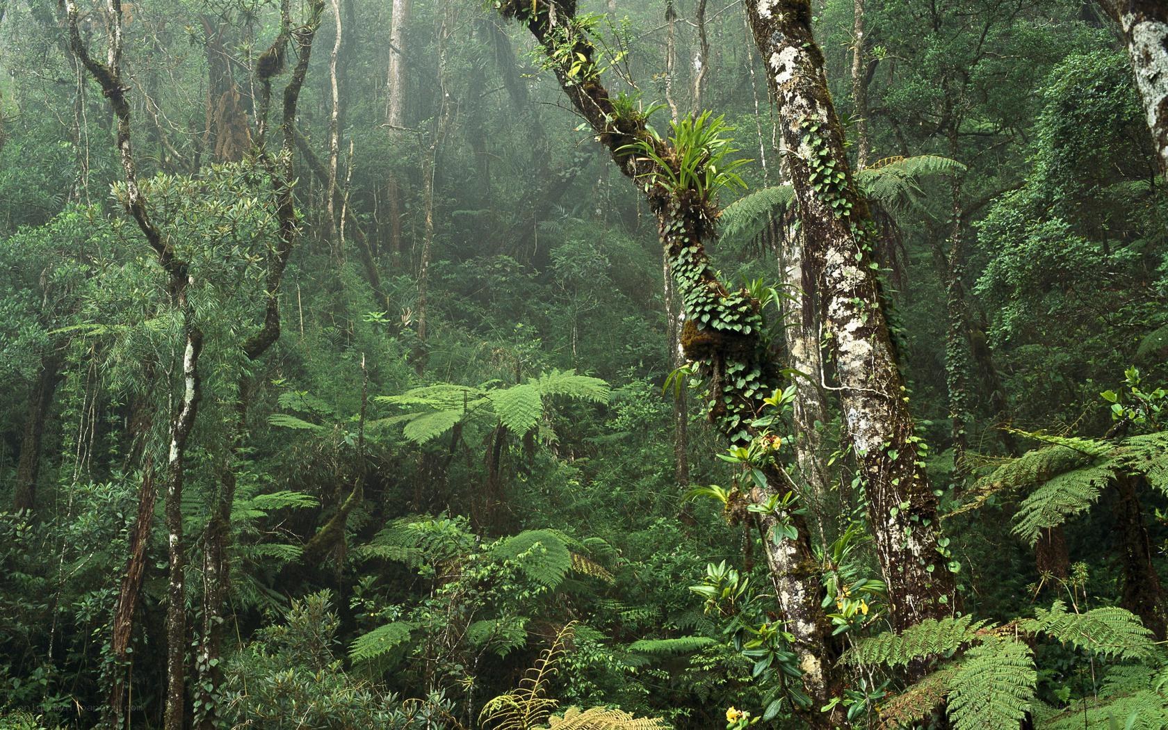 dense tropical rainforest
