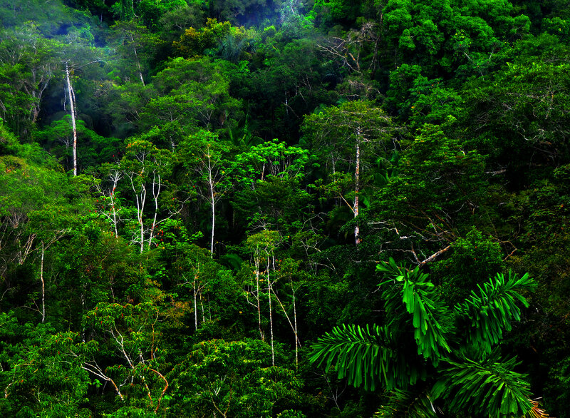 dense tropical rainforest canopy