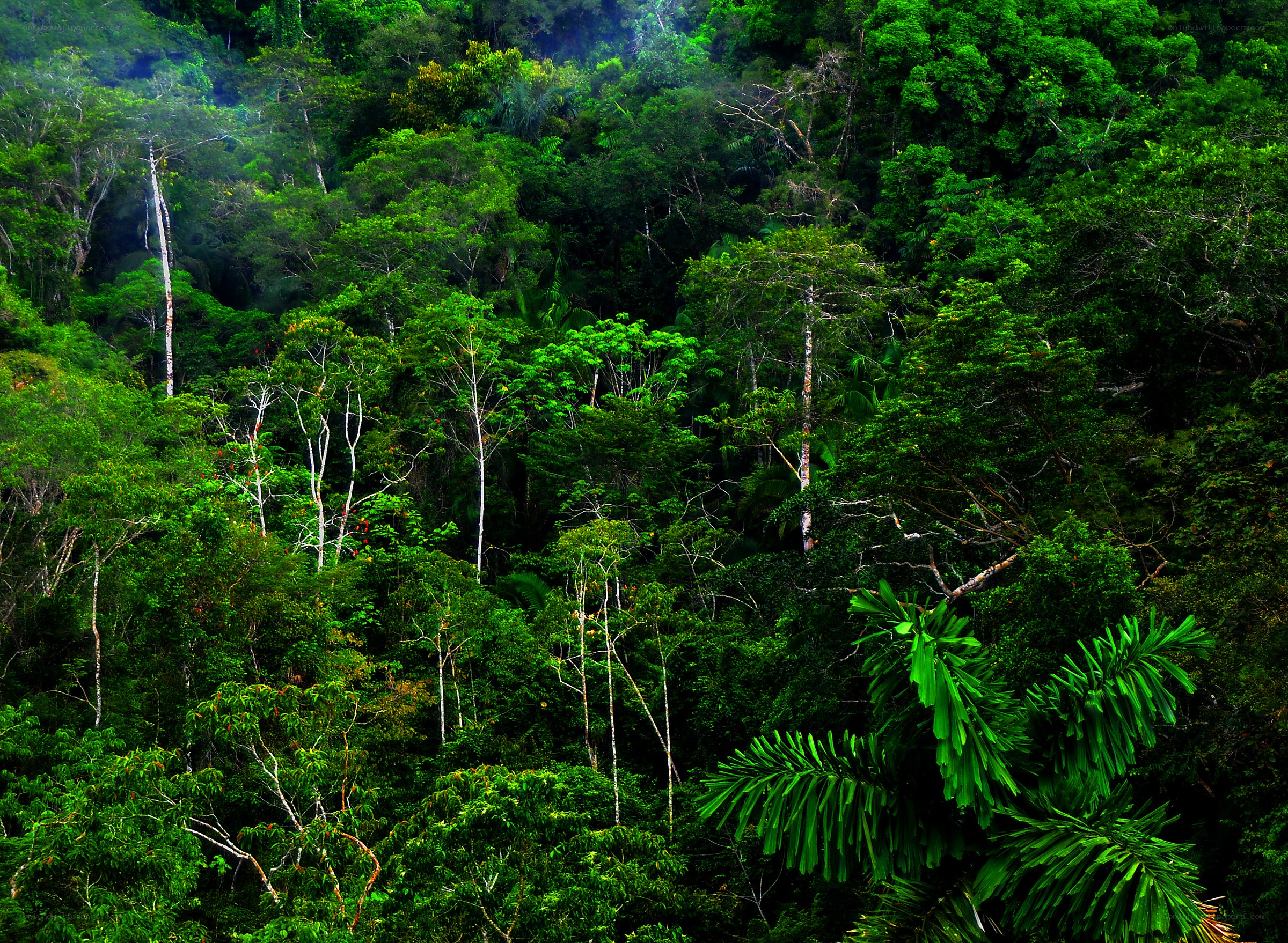 dense tropical rainforest canopy