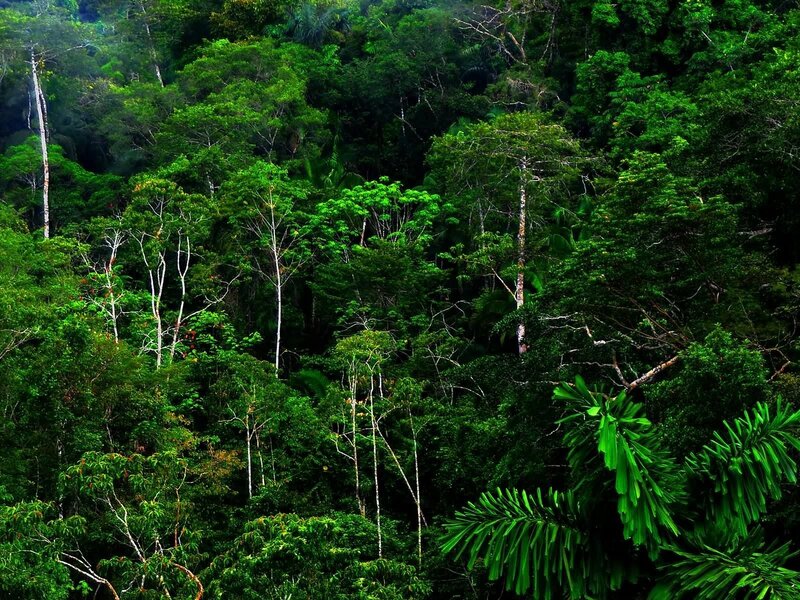 dense tropical rainforest canopy