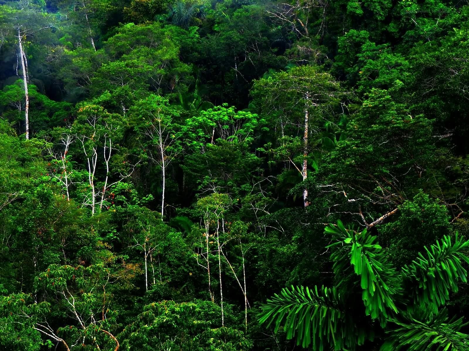 dense tropical rainforest canopy