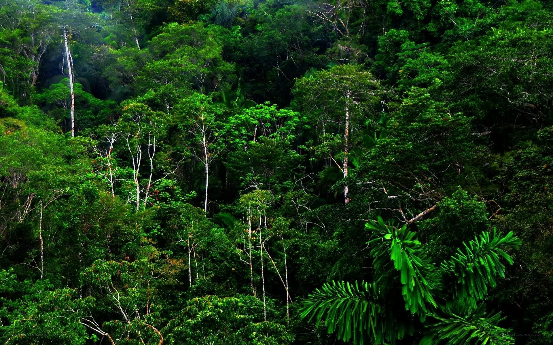dense tropical rainforest canopy