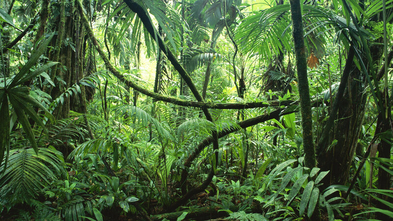 Dense Tropical Rainforest — Green, Lush, Afternoon, Photograph