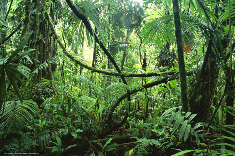 Dense Tropical Rainforest — Green, Lush, Afternoon