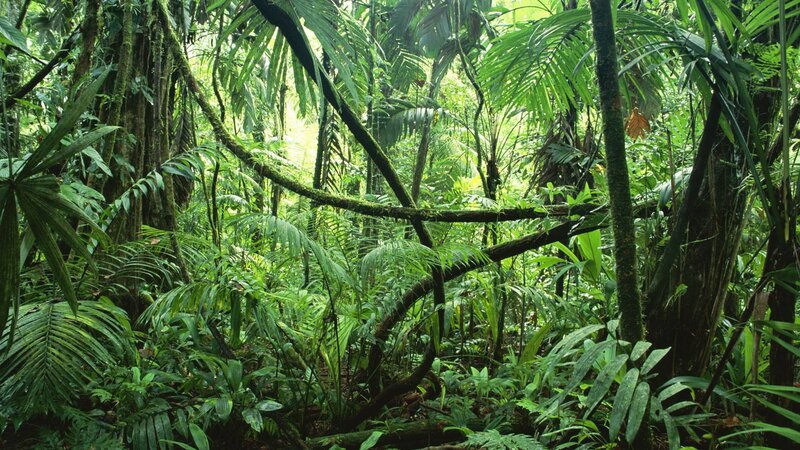 Dense Tropical Rainforest — Green, Lush