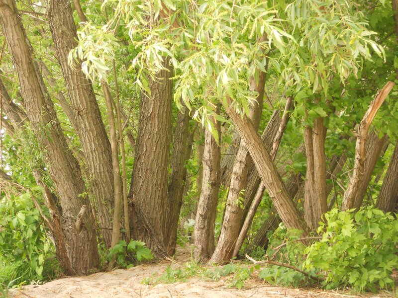 dense willow trees in forest