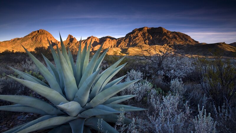 Desert agave at sunset