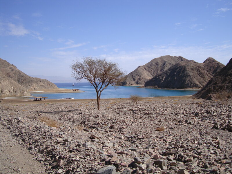 Desert bay with lone tree