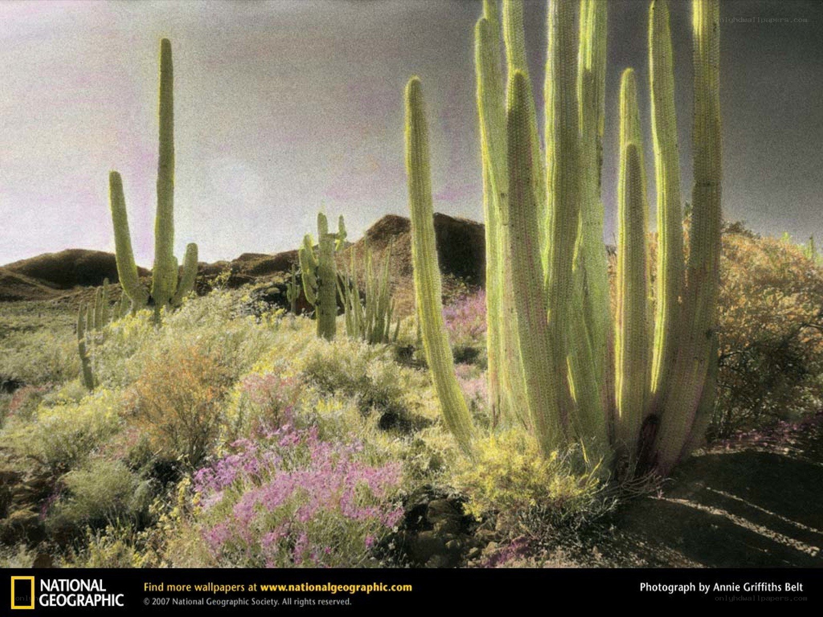 Desert cacti and wildflowers