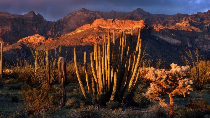Desert cacti at sunset