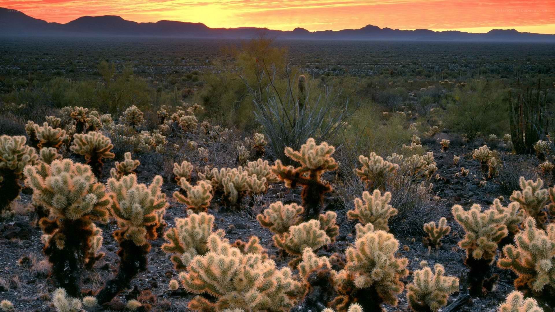 Desert cacti at sunset